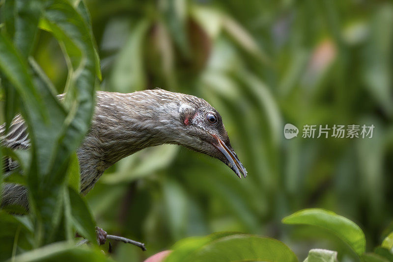 红荆棘鸟（Anthochaera carunculata）